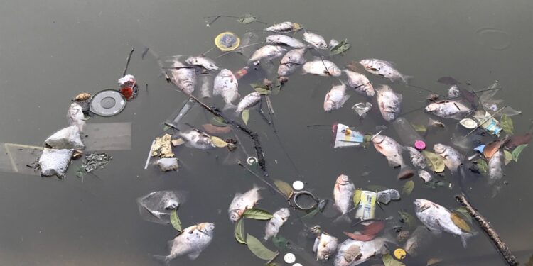 Diduga Tercemar Limbah Pabrik, Ribuan Ikan di Setu Rawa Jejed Mati Misterius