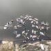 Diduga Tercemar Limbah Pabrik, Ribuan Ikan di Setu Rawa Jejed Mati Misterius