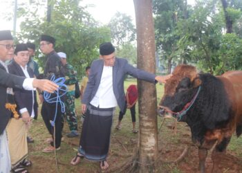 Peringati Idul Adha 1446 H, Pemkab Bogor Distribusikan Hewan Kurban ke Lembaga Keagamaan