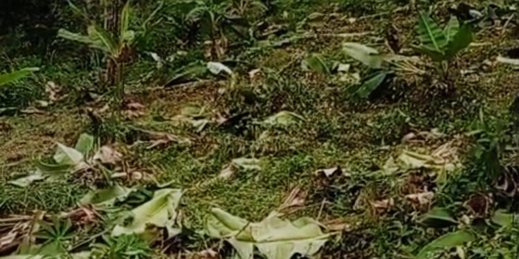 Tak Terima Ratusan Pohon Pisangnya Dirusak, Mahdi Minta Polisi Tindak Tegas