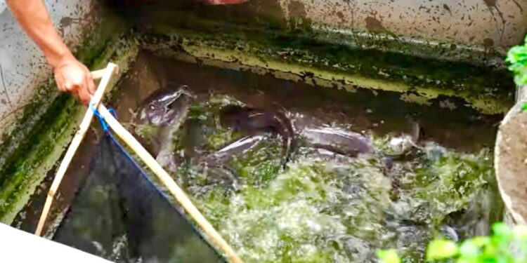 Mengenal Desa Rejoagung, Potensi Desa Meningkat Setelah Program Penataan Akses Reforma Agraria