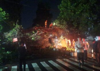 Pohon Besar Roboh di Depan Gereja Katolik Bogor, Jalan Kapten Muslihat Lumpuh Total