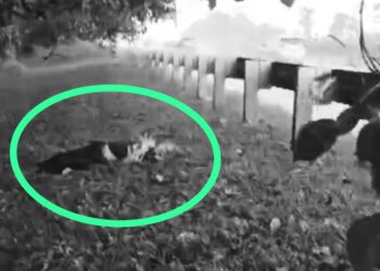 Terungkap, Warga Depok Ditemukan Tewas dengan Tangan Terikat di Pinggir Tol Jagorawi KM 30