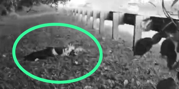 Terungkap, Warga Depok Ditemukan Tewas dengan Tangan Terikat di Pinggir Tol Jagorawi KM 30
