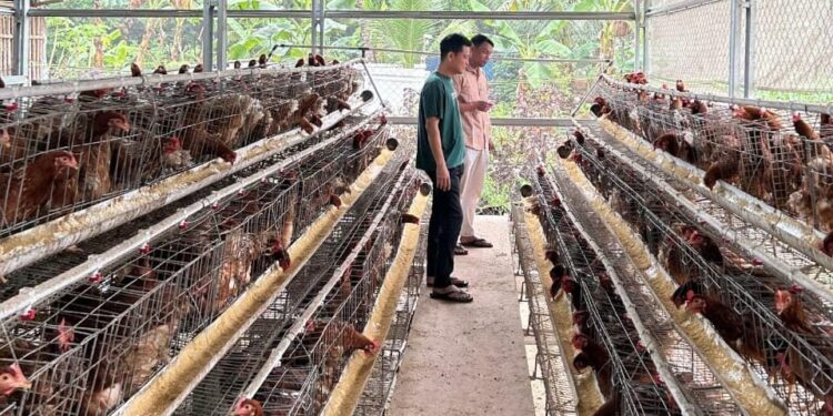 BUMDES Cipeucang Andalkan Peternakan Ayam Bertelur, Warga Bisa Beli Telur Lebih Murah 10%