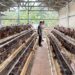 BUMDES Cipeucang Andalkan Peternakan Ayam Bertelur, Warga Bisa Beli Telur Lebih Murah 10%