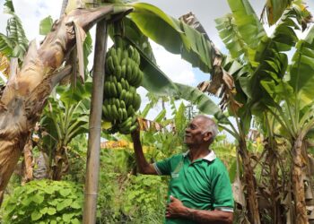 Warga Baumata Kupang Raih Tambahan Penghasilan dari Budidaya Pisang Cavendish