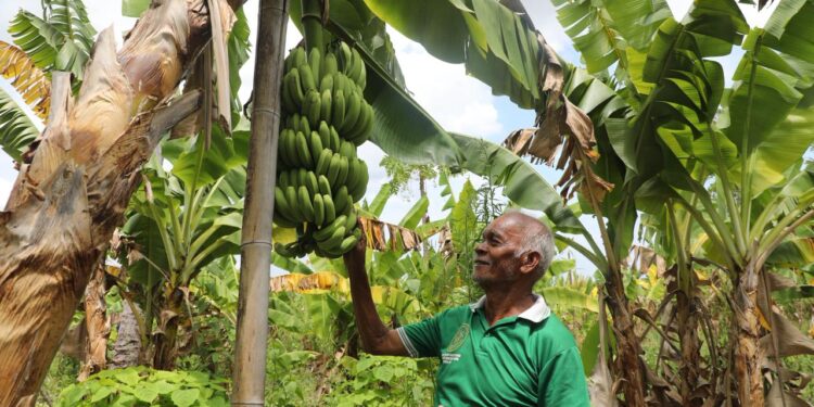 Warga Baumata Kupang Raih Tambahan Penghasilan dari Budidaya Pisang Cavendish
