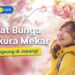 Sakura Vibes Nggak Cuma di Jepang! Ini 5 Destinasi Asia Buat Nikmatin Musim Semi