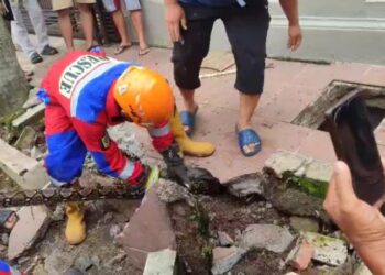 Ular Sanca 3 Meter Bersarang di Saluran Air, Damkar Butuh 45 Menit untuk Evakuasi