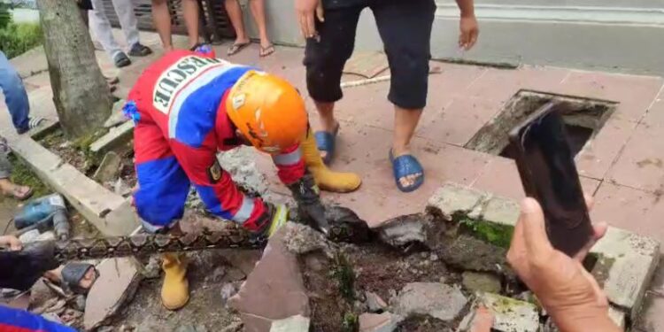 Ular Sanca 3 Meter Bersarang di Saluran Air, Damkar Butuh 45 Menit untuk Evakuasi