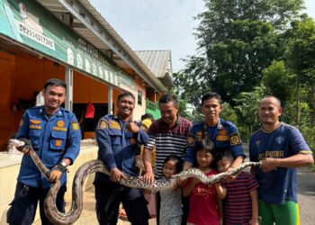 Petugas Damkar Sektor Cileungsi mengevakuasi ular sanca sepanjang 3,5 meter dari saluran air.