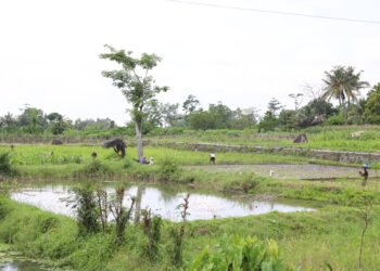 Masyarakat Desa Soso Blitar bersama pihak PT Kismo Handayani dan ATR/BPN merayakan keberhasilan redistribusi tanah