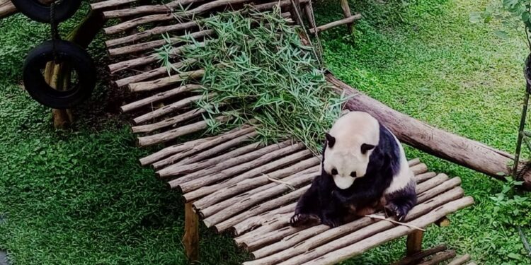 Menteri Kehutanan Raja Juli Antoni saat mengumumkan kelahiran bayi panda Satrio Wiratama di Istana Panda Taman Safari Bogor.