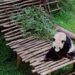 Menteri Kehutanan Raja Juli Antoni saat mengumumkan kelahiran bayi panda Satrio Wiratama di Istana Panda Taman Safari Bogor.