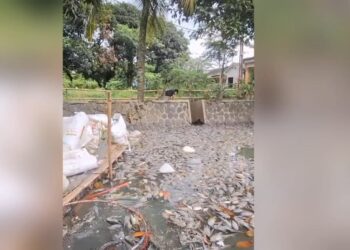 Situ Citongtut Tercemar, Ribuan Ikan Mati Massal Diduga Akibat Pembuangan Limbah Ilegal
