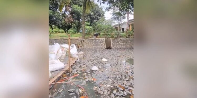 Situ Citongtut Tercemar, Ribuan Ikan Mati Massal Diduga Akibat Pembuangan Limbah Ilegal