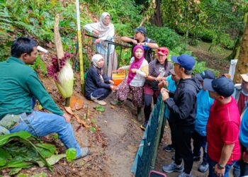 Fenomena Langka, Bunga Bangkai Raksasa Mekar di Kebun Raya Bogor