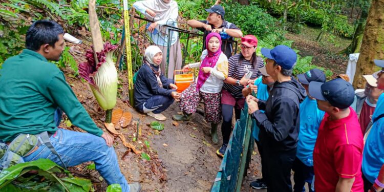 Fenomena Langka, Bunga Bangkai Raksasa Mekar di Kebun Raya Bogor