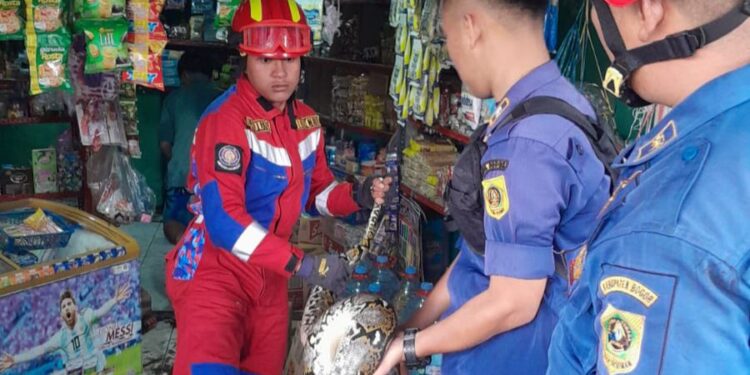 Karyawan Toko Histeris, Ular Sanca Sembunyi di Bawah Freezer Es Krim