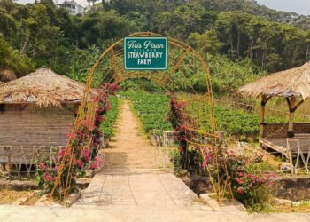 Wisata Puncak Dua Sukamakmur Jadi Favorit Libur Lebaran, Tiris Pisan Village Tawarkan Sensasi Petik Stroberi