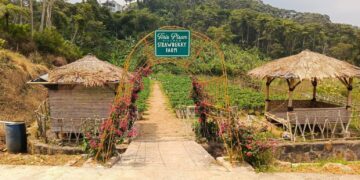 Wisata Puncak Dua Sukamakmur Jadi Favorit Libur Lebaran, Tiris Pisan Village Tawarkan Sensasi Petik Stroberi