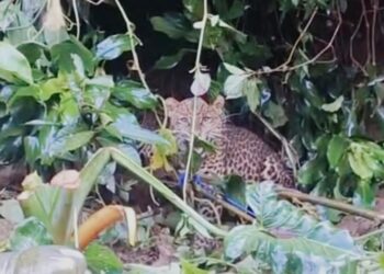 Macan Tutul Gegerkan Warga Puncak Bogor
