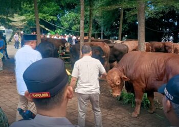 Presiden Prabowo Salurkan 108 Hewan Kurban untuk Warga Babakan Madang, Bupati Bogor: Tradisi Rutin Jelang Iduladha