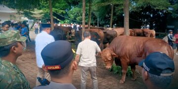 Presiden Prabowo Salurkan 108 Hewan Kurban untuk Warga Babakan Madang, Bupati Bogor: Tradisi Rutin Jelang Iduladha