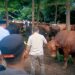 Presiden Prabowo Salurkan 108 Hewan Kurban untuk Warga Babakan Madang, Bupati Bogor: Tradisi Rutin Jelang Iduladha