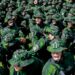 ‎450 Prajurit Yonif 315/Garuda Berangkat ke Perbatasan RI-PNG: Jaga Keamanan & Teritorial‎
