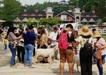 ‎Long Weekend: Dairyland Farm Theme Park Puncak Diserbu Ribuan Wisatawan‎