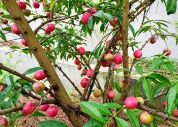 ‎Tanaman Mahkota Dewa Kembali Populer sebagai Herbal Tradisional‎