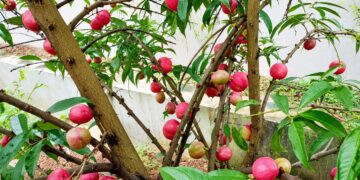 Tanaman Mahkota Dewa Kembali Populer sebagai Herbal Tradisional
