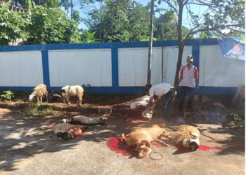 ‎Iduladha 1447 H: PWI Kabupaten Bogor Sembelih 1 Sapi dan 9 Kambing‎