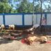 Iduladha 1447 H: PWI Kabupaten Bogor Sembelih 1 Sapi dan 9 Kambing