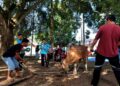 ‎Kemensos Salurkan 295 Hewan Kurban ke Berbagai Daerah pada Iduladha 1447 H