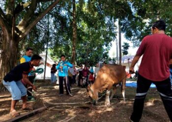 ‎Kemensos Salurkan 295 Hewan Kurban ke Berbagai Daerah pada Iduladha 1447 H