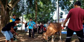 Kemensos Salurkan 295 Hewan Kurban ke Berbagai Daerah pada Iduladha 1447 H