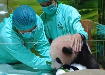 Baby Panda Rio di Taman Safari Bogor Tumbuh Sehat, Siap Diperkenalkan ke Pengunjung