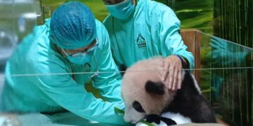 Baby Panda Rio di Taman Safari Bogor Tumbuh Sehat, Siap Diperkenalkan ke Pengunjung