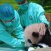 Baby Panda Rio di Taman Safari Bogor Tumbuh Sehat, Siap Diperkenalkan ke Pengunjung