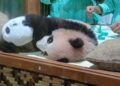 Baby Panda “Rio” Jadi Kebanggaan Indonesia, Taman Safari Bogor Cetak Sejarah Baru