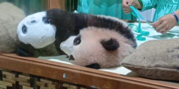 Baby Panda “Rio” Jadi Kebanggaan Indonesia, Taman Safari Bogor Cetak Sejarah Baru