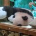 Baby Panda “Rio” Jadi Kebanggaan Indonesia, Taman Safari Bogor Cetak Sejarah Baru