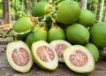 Pinang Muda Disebut Bermanfaat untuk Vitalitas Pria, Ini Penjelasannya