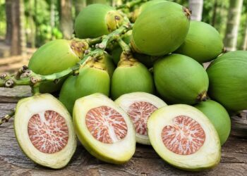Pinang Muda Disebut Bermanfaat untuk Vitalitas Pria, Ini Penjelasannya