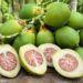 Pinang Muda Disebut Bermanfaat untuk Vitalitas Pria, Ini Penjelasannya