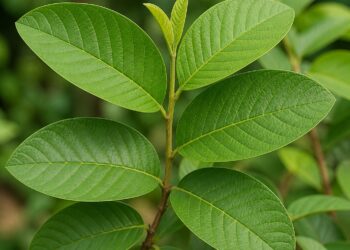Manfaat Daun Jambu Biji Atasi Diare Secara Alami