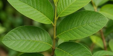Manfaat Daun Jambu Biji Atasi Diare Secara Alami